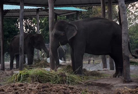 Elephant shade Foto stock
