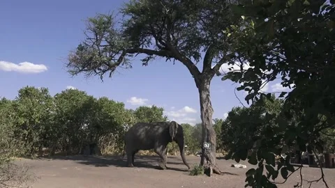 Elephant shakes fruit tree; fruit drops to the ground — open grassland Stock Footage 319428006