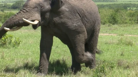 ELEPHANT SHAKES HEAD Video stock 77487719