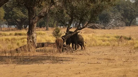 Elephant shakes tree to disloge seed pods 스톡 동영상 119253487