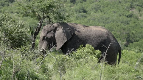 Elephant shaking Marula Tree Stock Footage 146265881