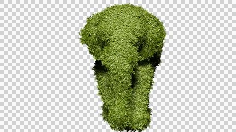 Elephant shaped garden hedges  Stock Photos