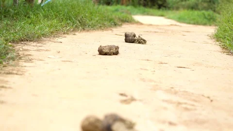 Elephant shit in the jungle Stock Footage 126778252