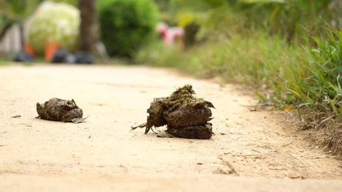 Elephant shit in the jungle Stock Footage 126808079