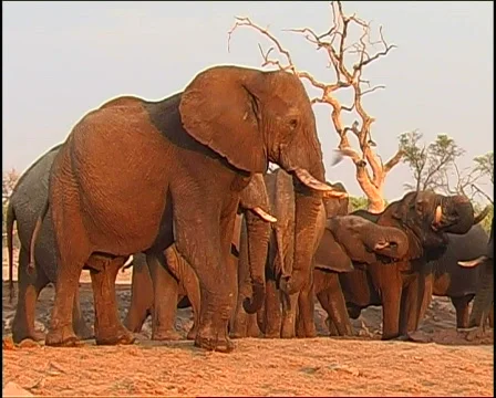 Elephant Shoving 库存影片 725694