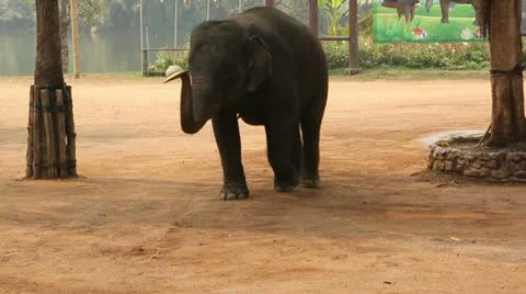 Elephant show Stock Footage 21432342