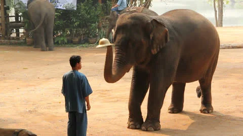 Elephant show Video stock 25744339