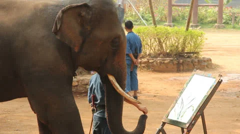 Elephant show Stock Footage 25745492
