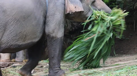 Elephant Show Stock Footage 53551121