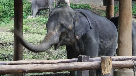 Elephant Show Stock Footage 53551951