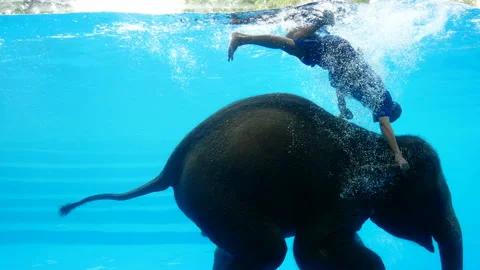 Elephant show by play diving into a large clear water tank with mirror at zoo. Stock Footage 238824154