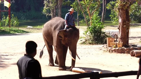 Elephant show at Thai Elephant Conservation Center Lampang Stock Footage 122829159