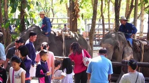 Elephant show at Thai Elephant Conservation Center Lampang Stock Footage 122830102