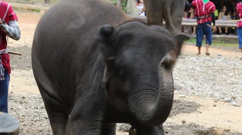 Elephant Show.1 Stock Footage 53518986