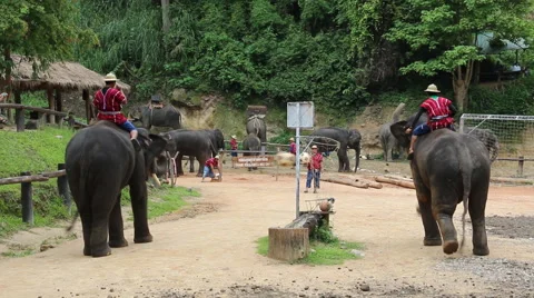 Elephant Show.10 Stock Footage 53529278