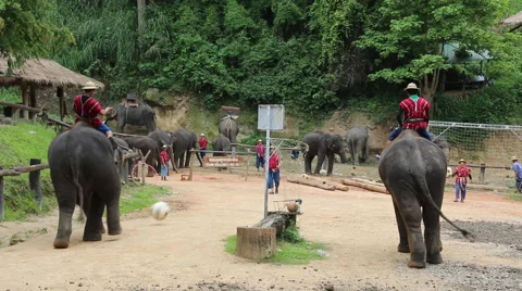 Elephant Show.11 Stock-Footage 53532321