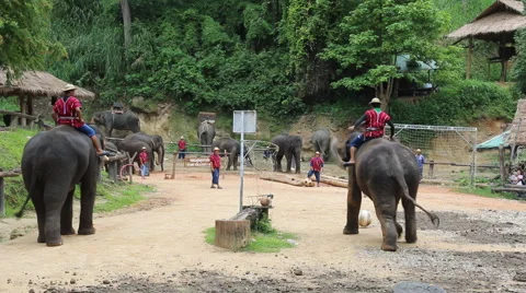 Elephant Show.12 Stock Footage 53535697
