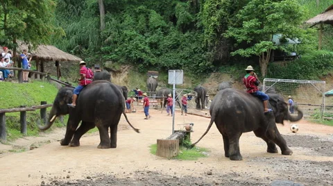 Elephant Show.13 Stock Footage 53533875