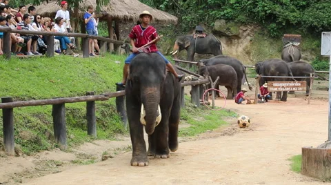 Elephant Show.14 Stock Footage 53533847