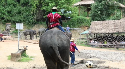 Elephant Show.15 Stock Footage 53533509