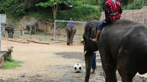 Elephant Show.16 Stock Footage 53531393