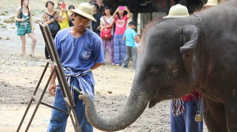 Elephant Show.17 Stock Footage 53543231