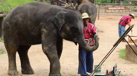 Elephant Show.18 Stock Footage 53538635