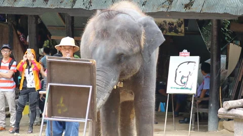 Elephant Show.19 Stock Footage 53540741