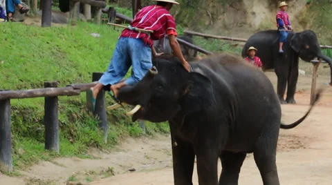 Elephant Show.2 Stock Footage 53521430
