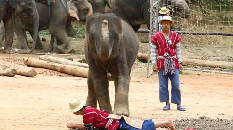 Elephant Show.20 Stock Footage 53537834