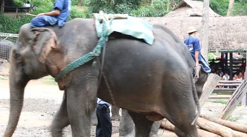 Elephant Show.21 Stock-Footage 53547478