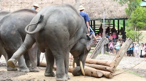 Elephant Show.22 Stock Footage 53547813