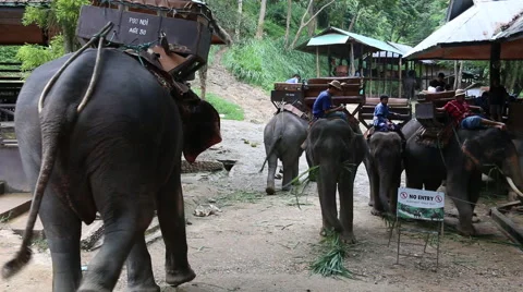 Elephant Show.23 Stock Footage 53547037