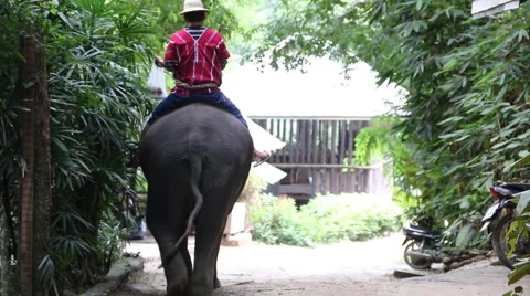 Elephant Show.24 Stock Footage 53545004