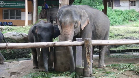 Elephant Show.25 Stock Footage 53546072