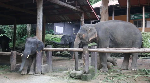 Elephant Show.27 Stock Footage 53550834