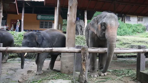 Elephant Show.28 Stock Footage 53551537