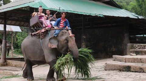 Elephant Show.29 Stock Footage 53550306