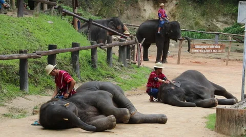 Elephant Show.3 Stock Footage 53521019