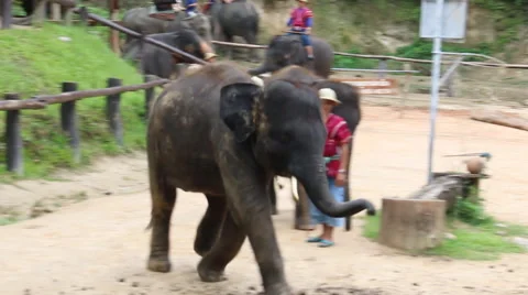 Elephant Show.4 Stock Footage 53520765