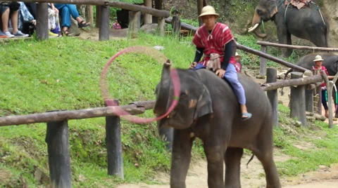 Elephant Show.5 Stock Footage 53519203