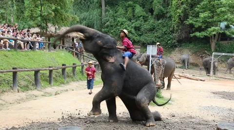 Elephant Show.6 Stock Footage 53521747