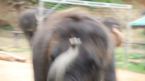 Elephant Show.7 Stock Footage 53522840