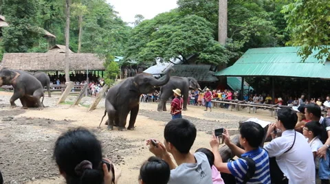 Elephant Show.8 Stock Footage 53525784
