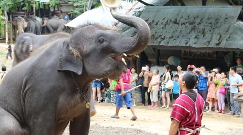 Elephant Show.9 Stock Footage 53527406