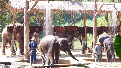Elephant shower, Elephant show at Thai Elephant Conservation Center Lampang 库存影片 122829607
