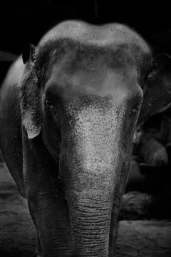 The elephant shower  Stock Photos