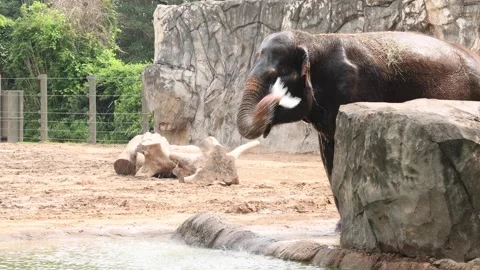 Elephant showers herself Stock Footage 280367315