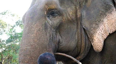 Elephant showing himself to man. 스톡 동영상 67946645