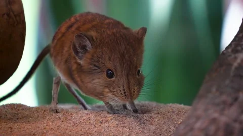 An Elephant shrew mouse Stock Footage 278042039